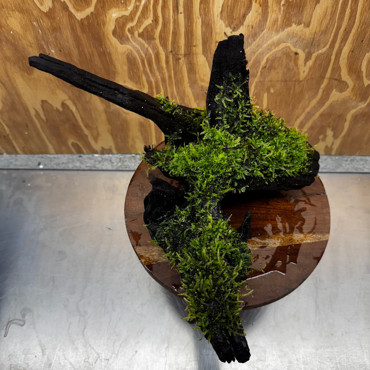 Scapeshop.com.au One Only Java Moss Fontinalis Log Extra-large Driftwood - One Only - Dramatic Fontinalis Moss Log Extra-large Tree Stump Driftwood One only
