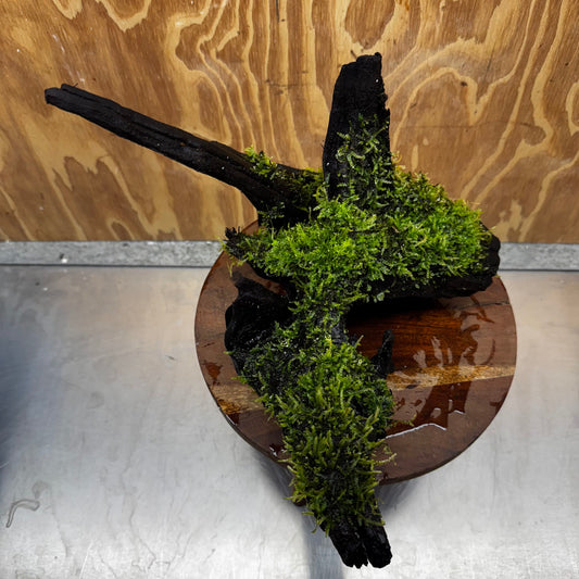 Scapeshop.com.au One Only Java Moss Fontinalis Log Extra-large Driftwood - One Only - Dramatic Fontinalis Moss Log Extra-large Tree Stump Driftwood One only