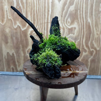 Scapeshop.com.au One Only Java Moss Fontinalis Log Extra-large Driftwood - One Only - Dramatic Fontinalis Moss Log Extra-large Tree Stump Driftwood One only
