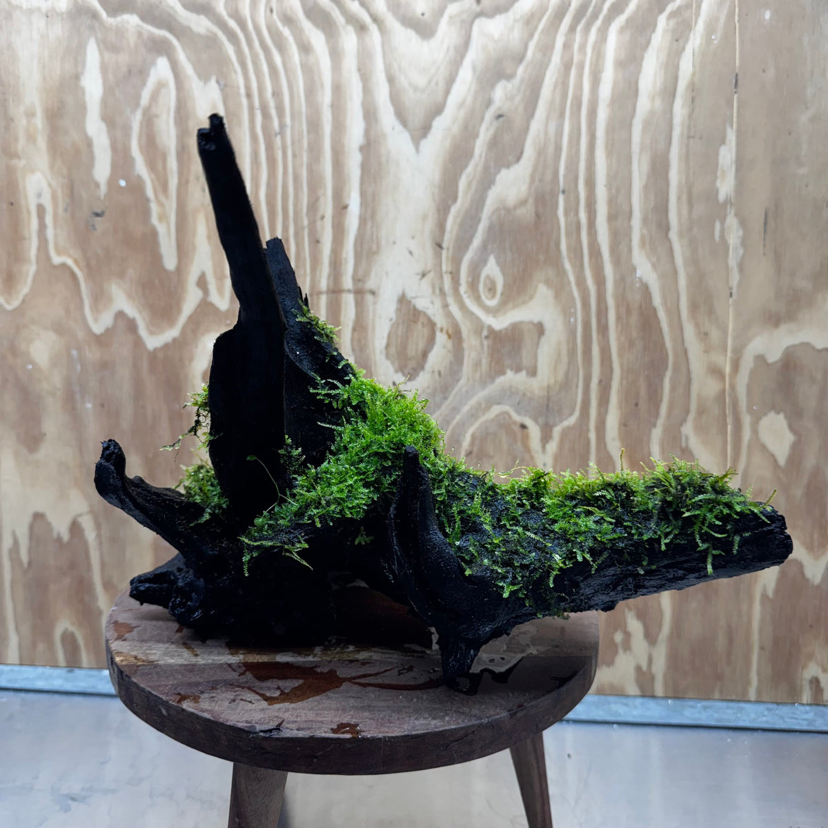 Scapeshop.com.au One Only Java Moss Fontinalis Log Extra-large Driftwood - One Only - Dramatic Fontinalis Moss Log Extra-large Tree Stump Driftwood One only