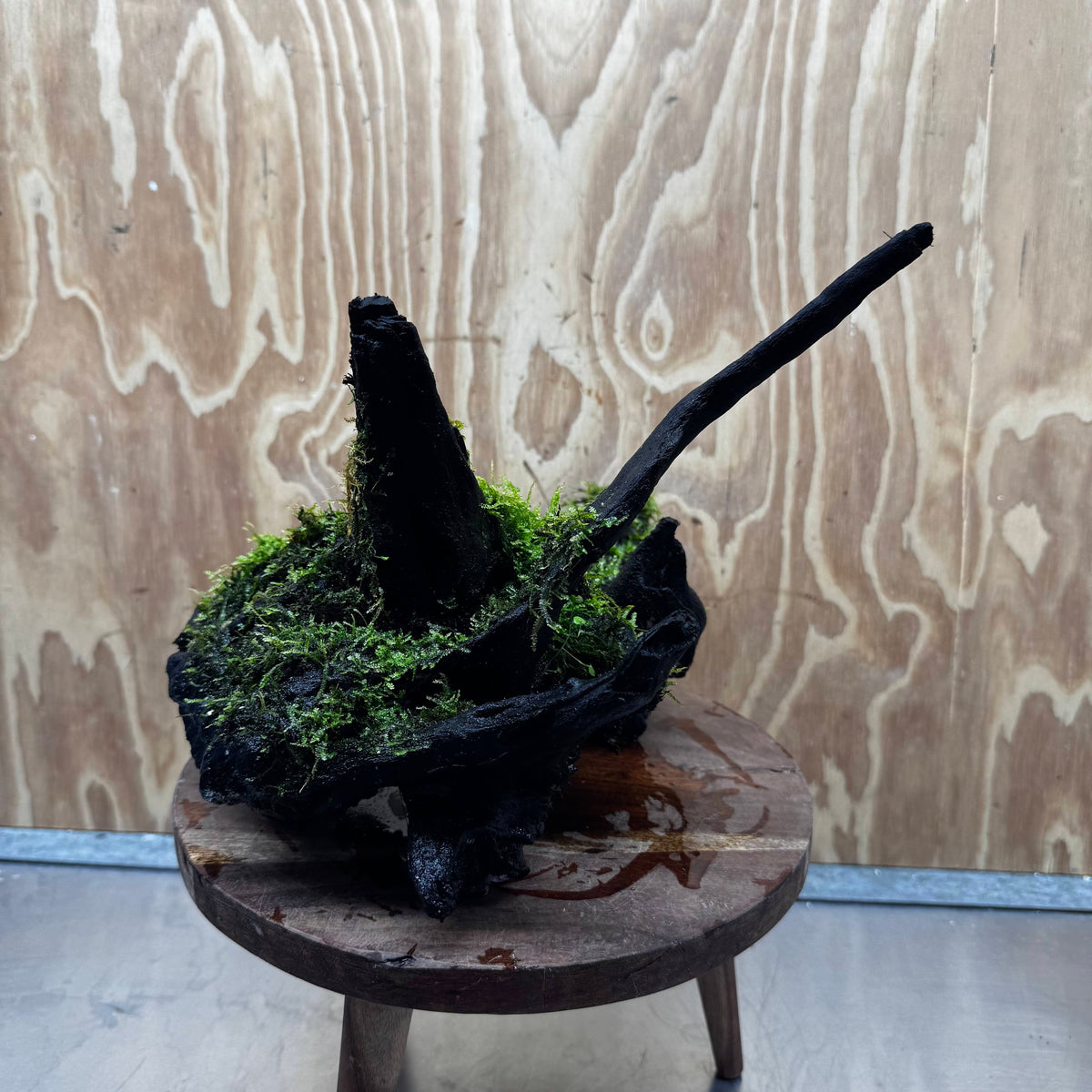 Scapeshop.com.au One Only Java Moss Fontinalis Log Extra-large Driftwood - One Only - Dramatic Fontinalis Moss Log Extra-large Tree Stump Driftwood One only