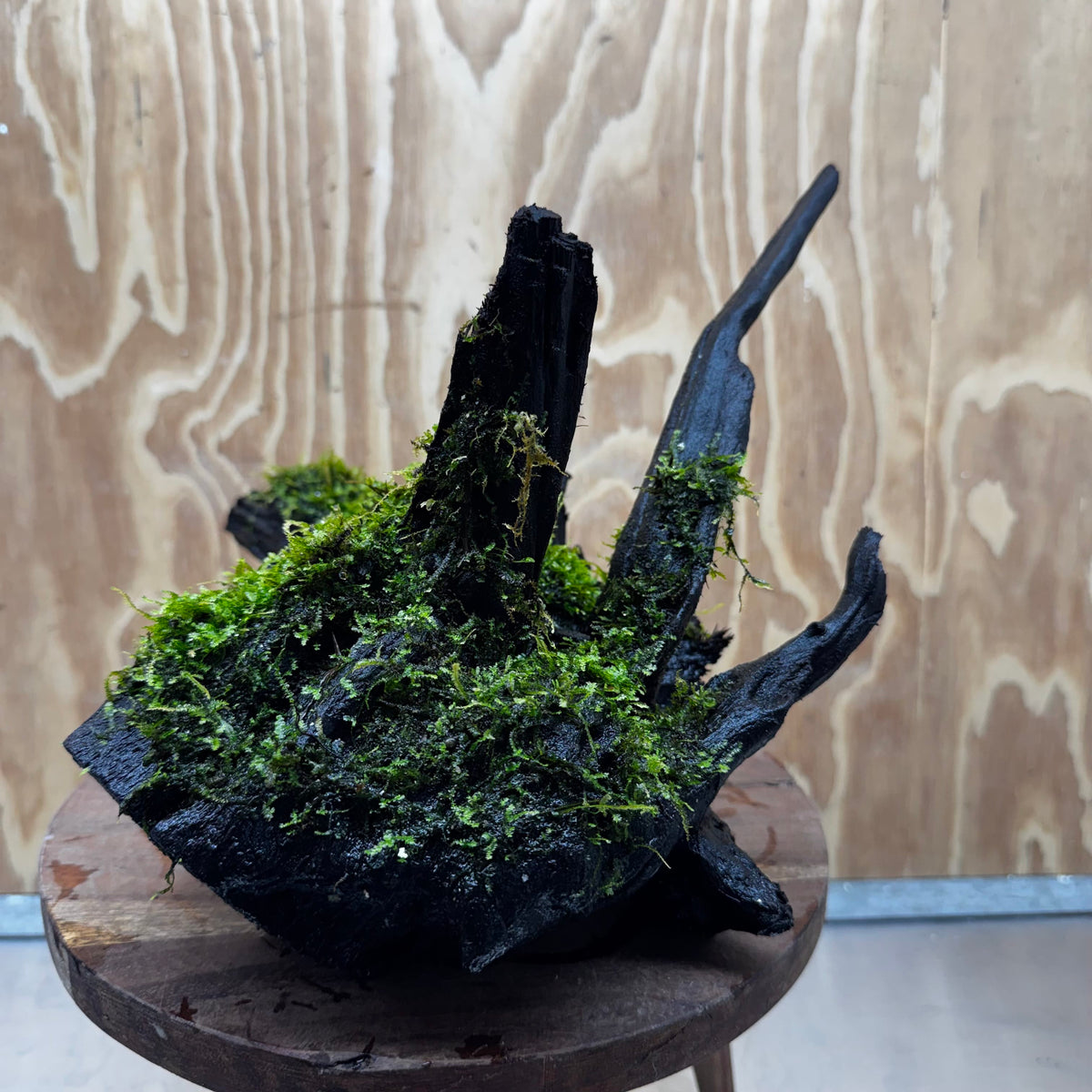 Scapeshop.com.au One Only Java Moss Fontinalis Log Extra-large Driftwood - One Only - Dramatic Fontinalis Moss Log Extra-large Tree Stump Driftwood One only