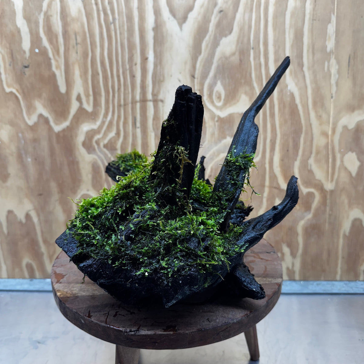 Scapeshop.com.au One Only Java Moss Fontinalis Log Extra-large Driftwood - One Only - Dramatic Fontinalis Moss Log Extra-large Tree Stump Driftwood One only