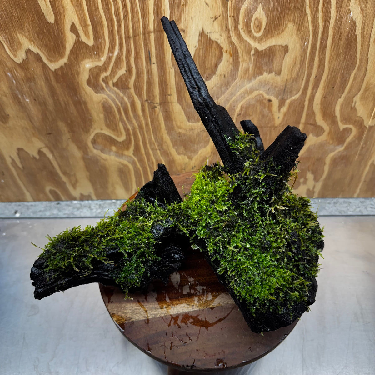 Scapeshop.com.au One Only Java Moss Fontinalis Log Extra-large Driftwood - One Only - Dramatic Fontinalis Moss Log Extra-large Tree Stump Driftwood One only