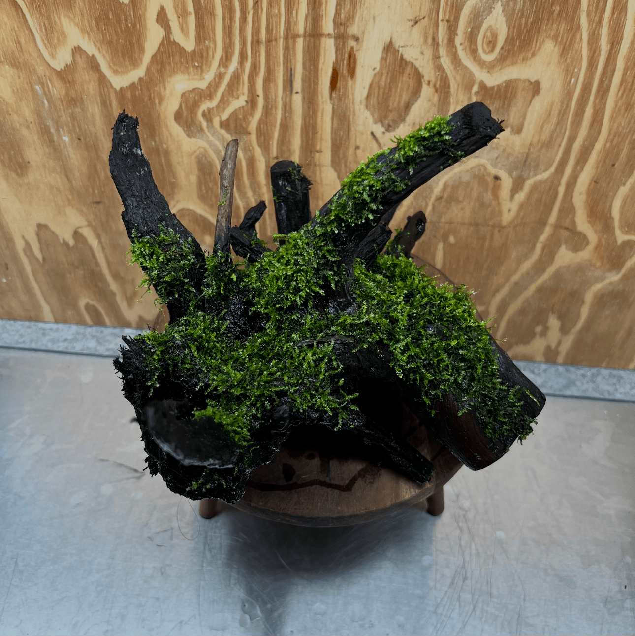 Scapeshop.com.au One Only Java Moss Fontinalis Log Extra-large Tree Stump Driftwood - One Only Fontinalis Moss Log Extra-large Standing Tree Stump Driftwood One only