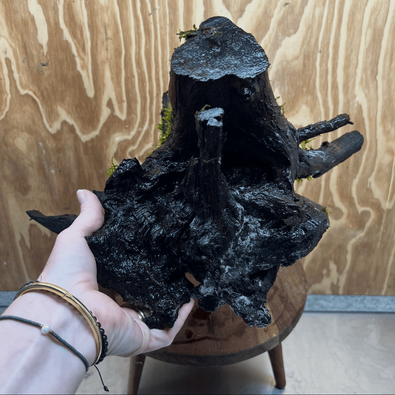 Scapeshop.com.au One Only Java Moss Fontinalis Log Extra-large Tree Stump Driftwood - One Only Fontinalis Moss Log Extra-large Standing Tree Stump Driftwood One only