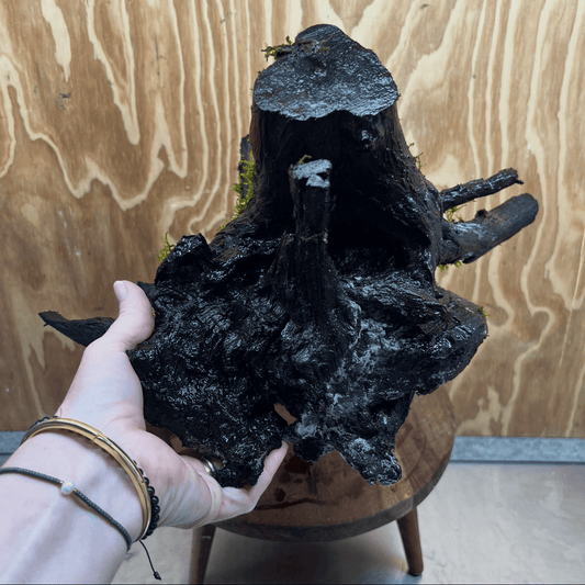 Scapeshop.com.au One Only Java Moss Fontinalis Log Extra-large Tree Stump Driftwood - One Only Fontinalis Moss Log Extra-large Standing Tree Stump Driftwood One only