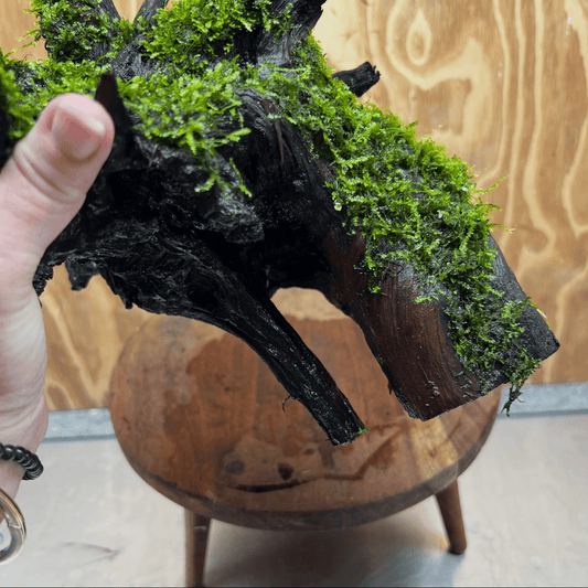 Scapeshop.com.au One Only Java Moss Fontinalis Log Extra-large Tree Stump Driftwood - One Only Fontinalis Moss Log Extra-large Standing Tree Stump Driftwood One only