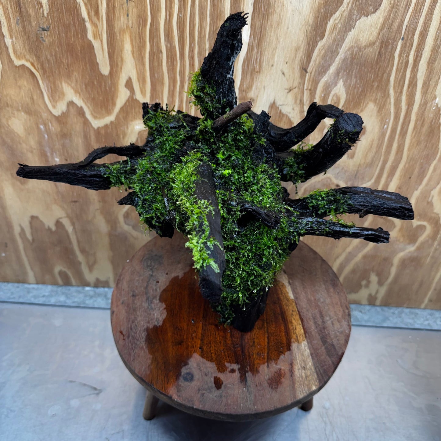 Scapeshop.com.au One Only Java Moss Fontinalis Log Extra-large Tree Stump Driftwood - One Only Fontinalis Moss Log Extra-large Standing Tree Stump Driftwood One only