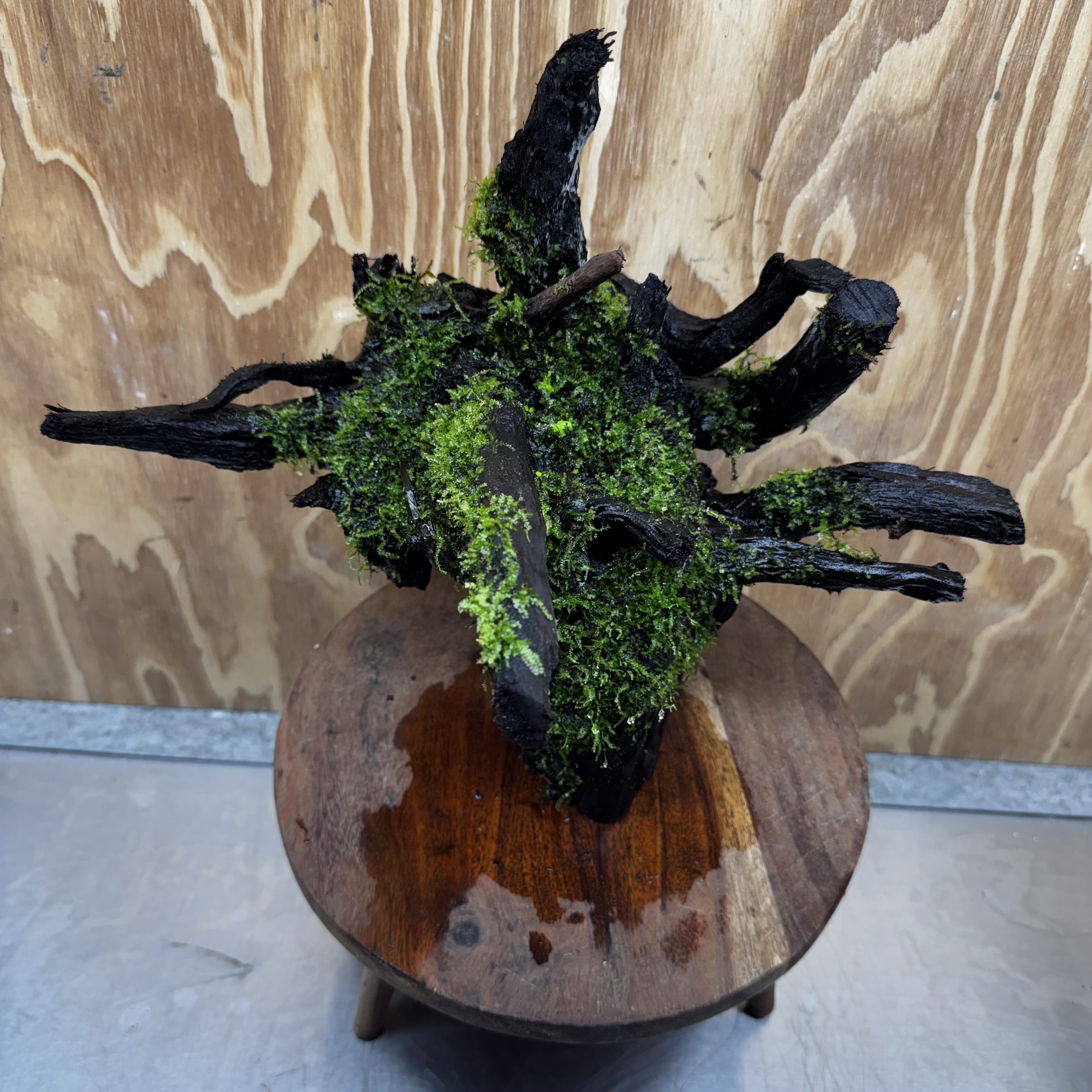 Scapeshop.com.au One Only Java Moss Fontinalis Log Extra-large Tree Stump Driftwood - One Only Fontinalis Moss Log Extra-large Standing Tree Stump Driftwood One only