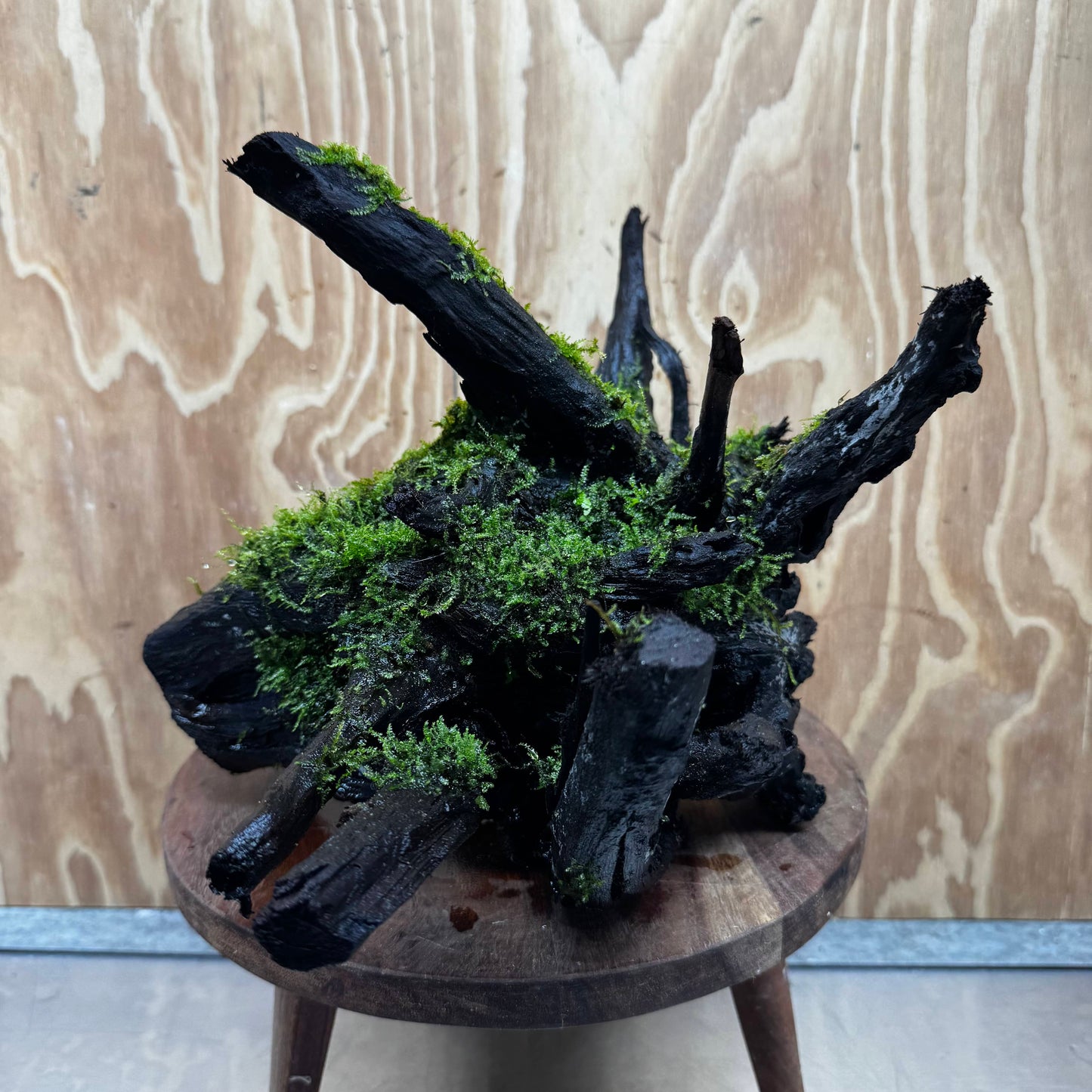 Scapeshop.com.au One Only Java Moss Fontinalis Log Extra-large Tree Stump Driftwood - One Only Fontinalis Moss Log Extra-large Standing Tree Stump Driftwood One only