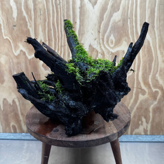 Scapeshop.com.au One Only Java Moss Fontinalis Log Extra-large Tree Stump Driftwood - One Only Fontinalis Moss Log Extra-large Standing Tree Stump Driftwood One only