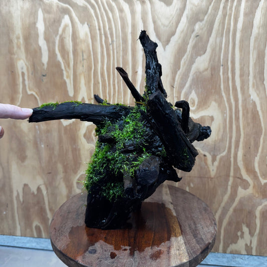 Scapeshop.com.au One Only Java Moss Fontinalis Log Extra-large Tree Stump Driftwood - One Only Fontinalis Moss Log Extra-large Standing Tree Stump Driftwood One only