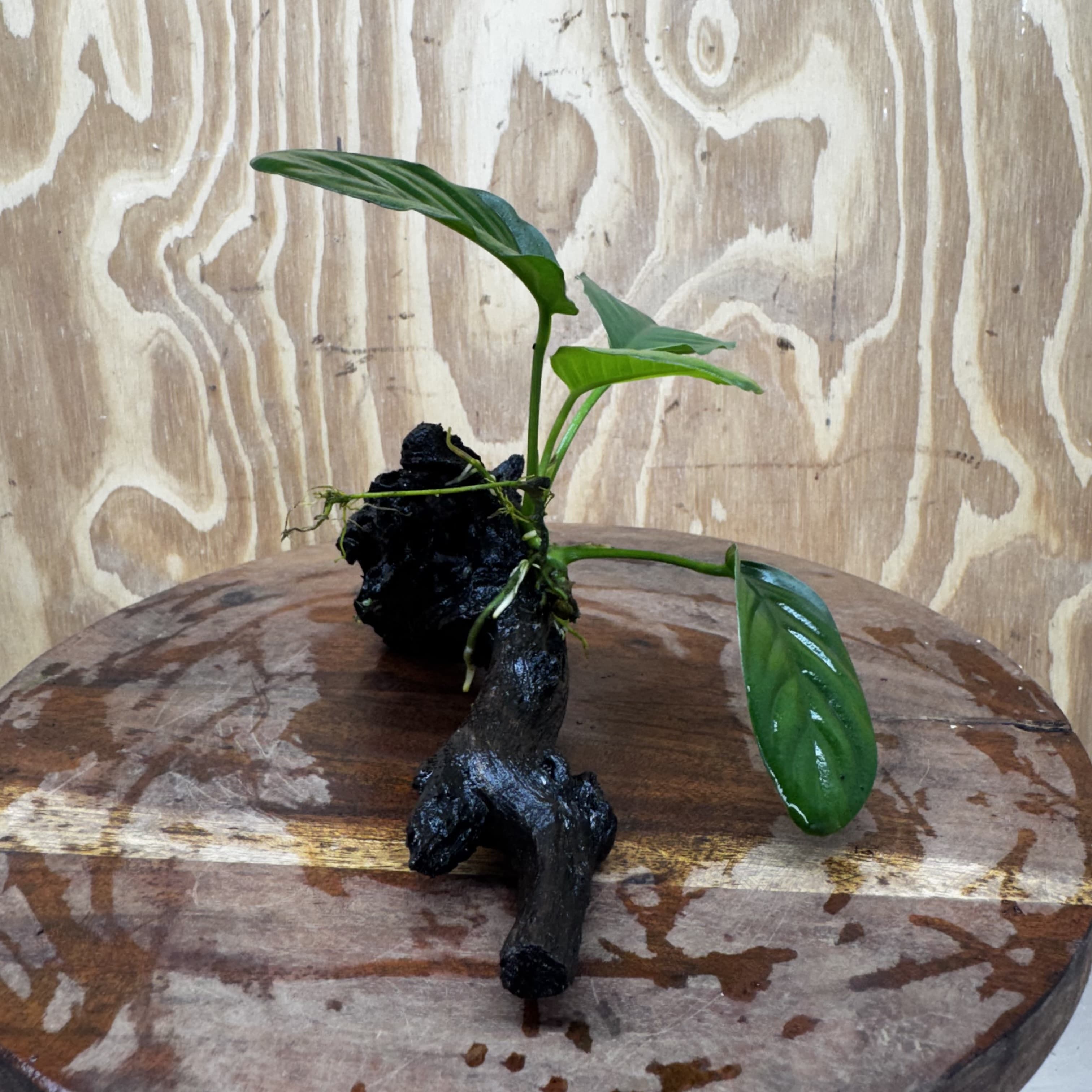 Pisces Enterprises One Only Jenny Anubias on Mini Driftwood Creation - One Only - Swish Buy Aquarium Plants on Driftwood in Australia. Delivered fast. 