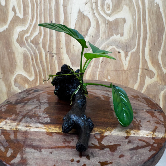 Pisces Enterprises One Only Jenny Anubias on Mini Driftwood Creation - One Only - Swish Buy Aquarium Plants on Driftwood in Australia. Delivered fast. 
