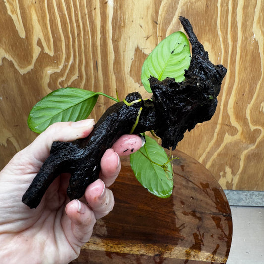 Pisces Enterprises One Only Jenny Anubias on Mini Driftwood Creation - One Only - Swish Buy Aquarium Plants on Driftwood in Australia. Delivered fast. 