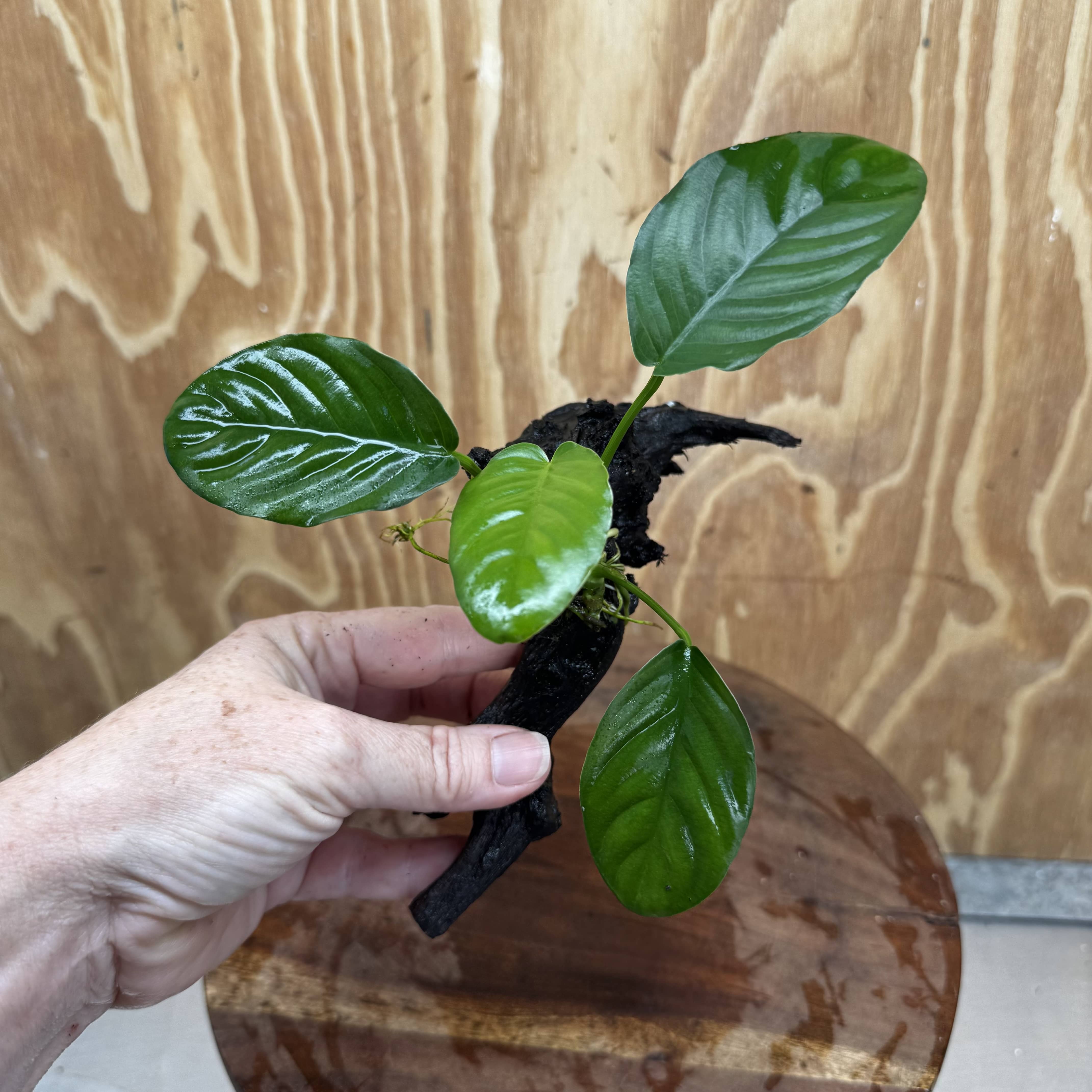 Pisces Enterprises One Only Jenny Anubias on Mini Driftwood Creation - One Only - Swish Buy Aquarium Plants on Driftwood in Australia. Delivered fast. 