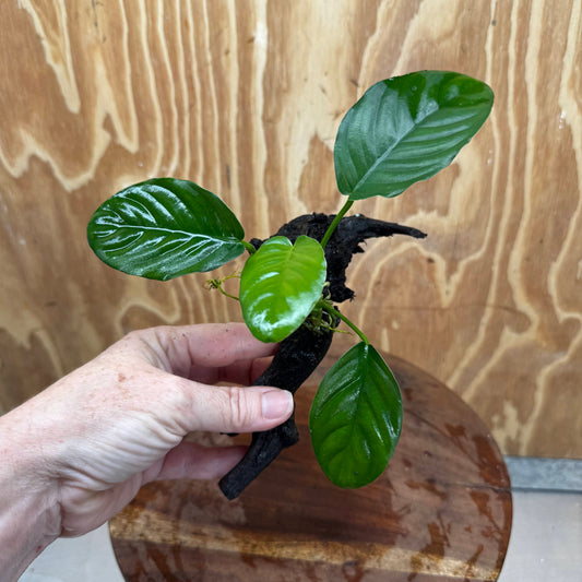 Pisces Enterprises One Only Jenny Anubias on Mini Driftwood Creation - One Only - Swish Buy Aquarium Plants on Driftwood in Australia. Delivered fast. 