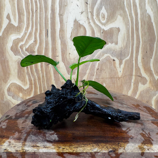 Pisces Enterprises One Only Jenny Anubias on Mini Driftwood Creation - One Only - Swish Buy Aquarium Plants on Driftwood in Australia. Delivered fast. 