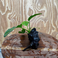 Pisces Enterprises One Only Jenny Anubias on Mini Driftwood Creation - One Only - Swish Buy Aquarium Plants on Driftwood in Australia. Delivered fast. 