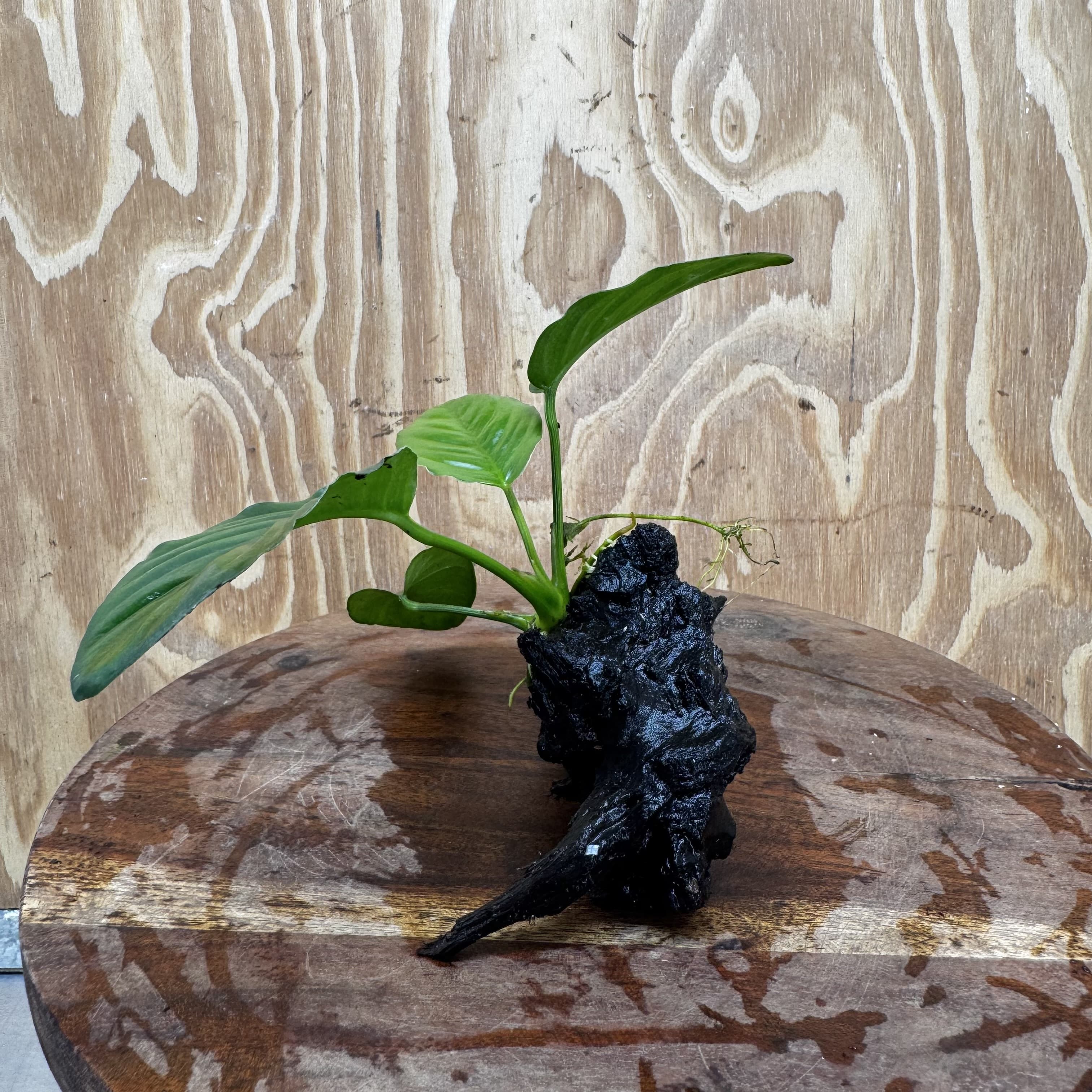 Pisces Enterprises One Only Jenny Anubias on Mini Driftwood Creation - One Only - Swish Buy Aquarium Plants on Driftwood in Australia. Delivered fast. 
