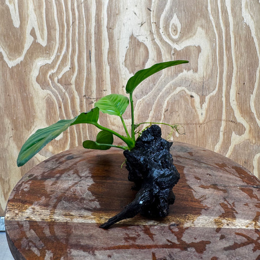 Pisces Enterprises One Only Jenny Anubias on Mini Driftwood Creation - One Only - Swish Buy Aquarium Plants on Driftwood in Australia. Delivered fast. 