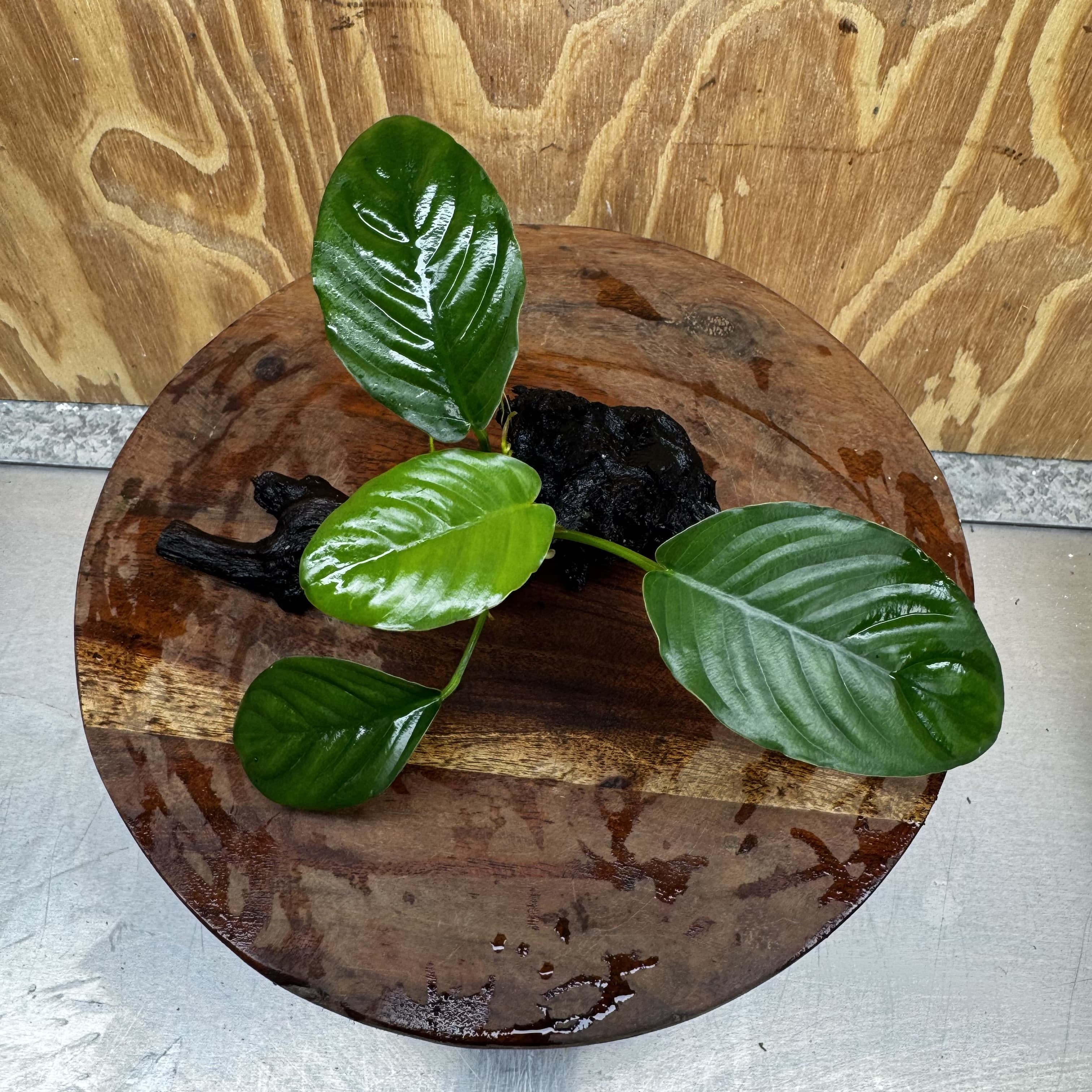 Pisces Enterprises One Only Jenny Anubias on Mini Driftwood Creation - One Only - Swish Buy Aquarium Plants on Driftwood in Australia. Delivered fast. 