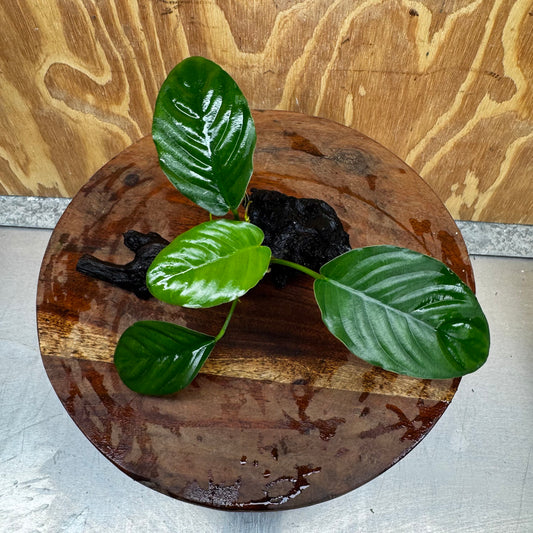 Pisces Enterprises One Only Jenny Anubias on Mini Driftwood Creation - One Only - Swish Buy Aquarium Plants on Driftwood in Australia. Delivered fast. 