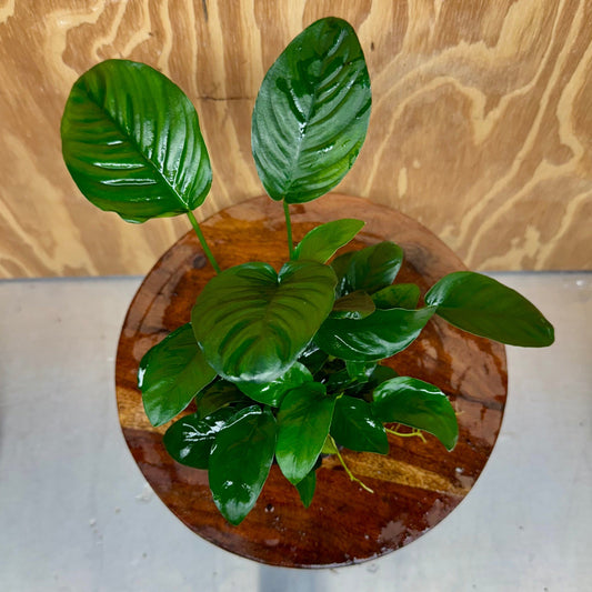 Scapeshop.com.au One Only Large Boulder Rock Creation with Two Anubias - One Only Buy Large Boulder Rock Creation with Two Anubias - One Only - Scapeshop