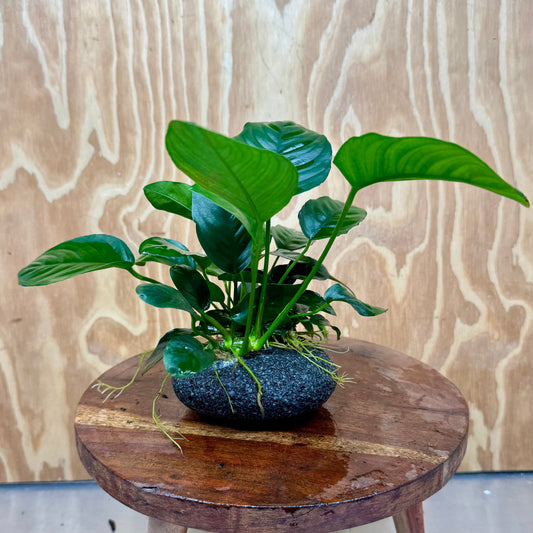 Scapeshop.com.au One Only Large Boulder Rock Creation with Two Anubias - One Only Buy Large Boulder Rock Creation with Two Anubias - One Only - Scapeshop