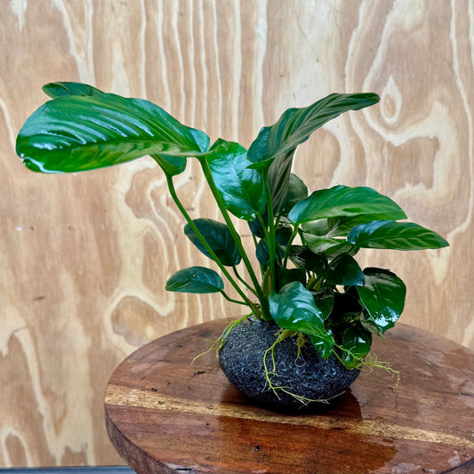 Scapeshop.com.au One Only Large Boulder Rock Creation with Two Anubias - One Only Buy Large Boulder Rock Creation with Two Anubias - One Only - Scapeshop