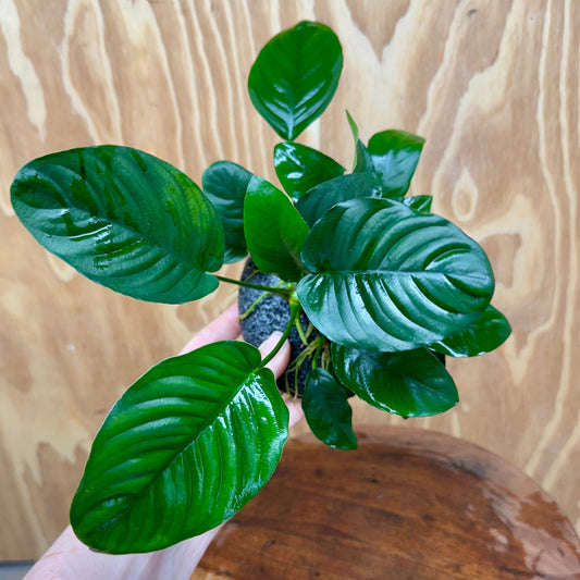 Scapeshop.com.au One Only Large Boulder Rock Creation with Two Anubias - One Only Buy Large Boulder Rock Creation with Two Anubias - One Only - Scapeshop