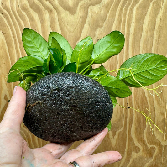 Scapeshop.com.au One Only Large Boulder Rock Creation with Two Anubias - One Only Buy Large Boulder Rock Creation with Two Anubias - One Only - Scapeshop