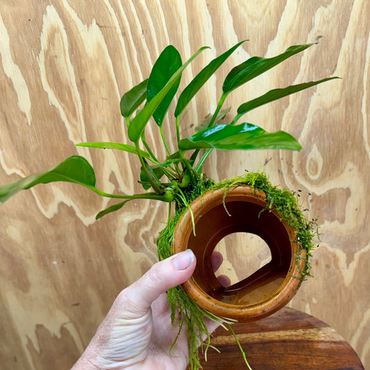 Scapeshop.com.au One Only Large Terracotta Urn with Anubias Lucy & Fontinalis (Java Moss) - One Only Large Terracotta Urn with Anubias Lucy & Fontinalis (Java Moss) - One Only