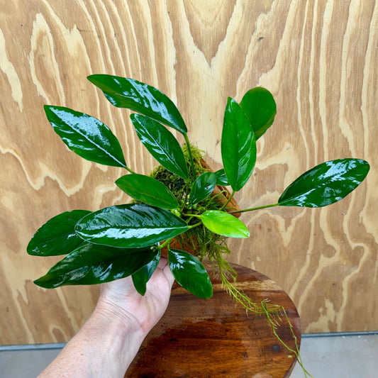 Scapeshop.com.au One Only Large Terracotta Urn with Anubias Lucy & Fontinalis (Java Moss) - One Only Large Terracotta Urn with Anubias Lucy & Fontinalis (Java Moss) - One Only