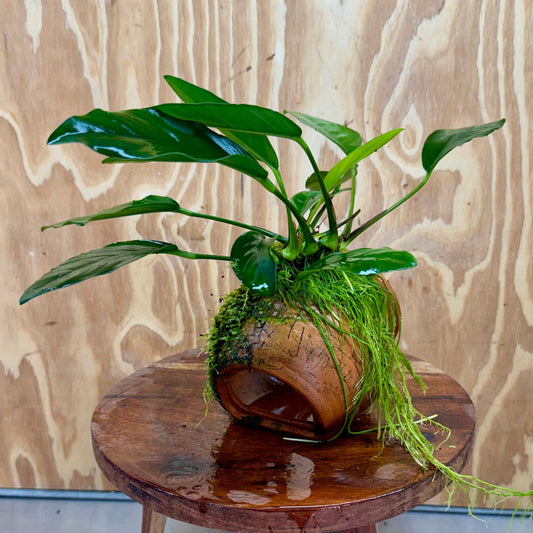 Scapeshop.com.au One Only Large Terracotta Urn with Anubias Lucy & Fontinalis (Java Moss) - One Only Large Terracotta Urn with Anubias Lucy & Fontinalis (Java Moss) - One Only