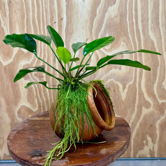 Scapeshop.com.au One Only Large Terracotta Urn with Anubias Lucy & Fontinalis (Java Moss) - One Only Large Terracotta Urn with Anubias Lucy & Fontinalis (Java Moss) - One Only