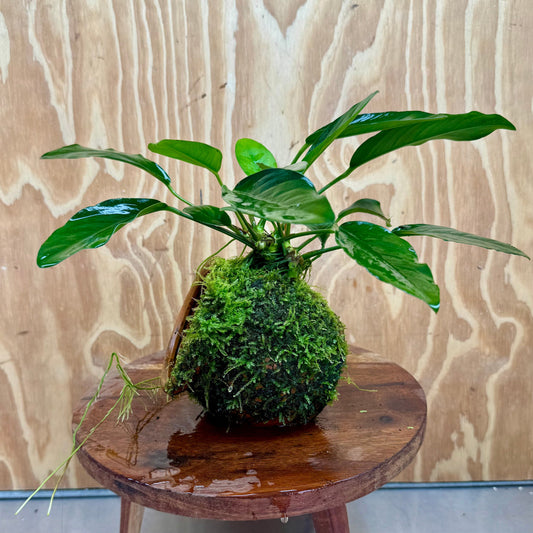 Scapeshop.com.au One Only Large Terracotta Urn with Anubias Lucy & Fontinalis (Java Moss) - One Only Large Terracotta Urn with Anubias Lucy & Fontinalis (Java Moss) - One Only