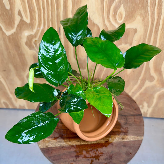 Scapeshop.com.au One Only Large Terracotta Urn with Anubias Nana - One Only Large Terracotta Urn with Anubias Nana - One Only