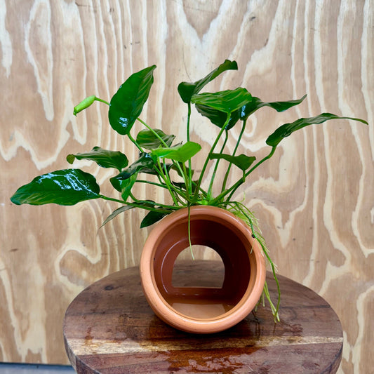 Scapeshop.com.au One Only Large Terracotta Urn with Anubias Nana - One Only Large Terracotta Urn with Anubias Nana - One Only
