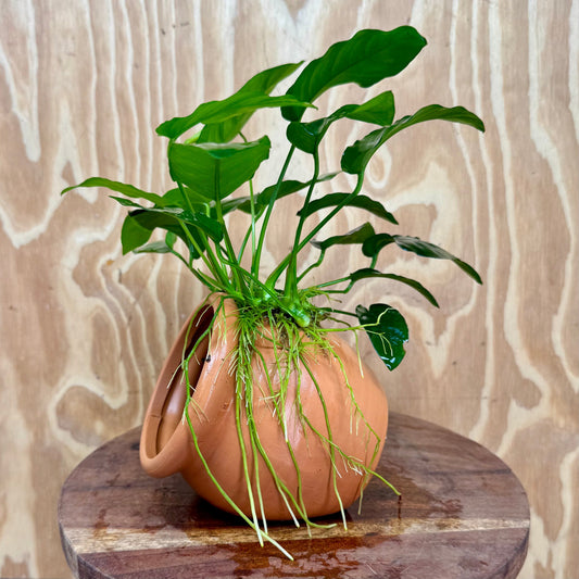 Scapeshop.com.au One Only Large Terracotta Urn with Anubias Nana - One Only Large Terracotta Urn with Anubias Nana - One Only