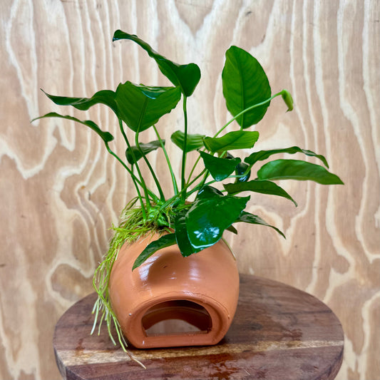 Scapeshop.com.au One Only Large Terracotta Urn with Anubias Nana - One Only Large Terracotta Urn with Anubias Nana - One Only