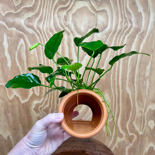 Scapeshop.com.au One Only Large Terracotta Urn with Anubias Nana - One Only Large Terracotta Urn with Anubias Nana - One Only