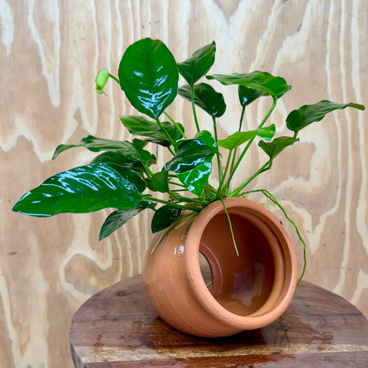 Scapeshop.com.au One Only Large Terracotta Urn with Anubias Nana - One Only Large Terracotta Urn with Anubias Nana - One Only