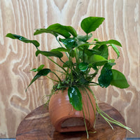 Scapeshop.com.au One Only Large Terracotta Urn with Anubias Nana - One Only Large Terracotta Urn with Anubias Nana - One Only
