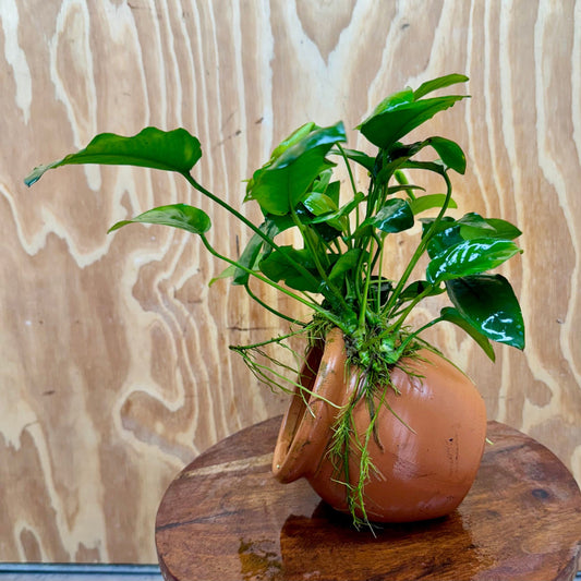 Scapeshop.com.au One Only Large Terracotta Urn with Anubias Nana - One Only Large Terracotta Urn with Anubias Nana - One Only