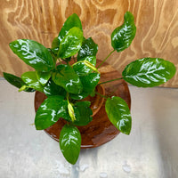 Scapeshop.com.au One Only Large Terracotta Urn with Anubias Nana - One Only Large Terracotta Urn with Anubias Nana - One Only