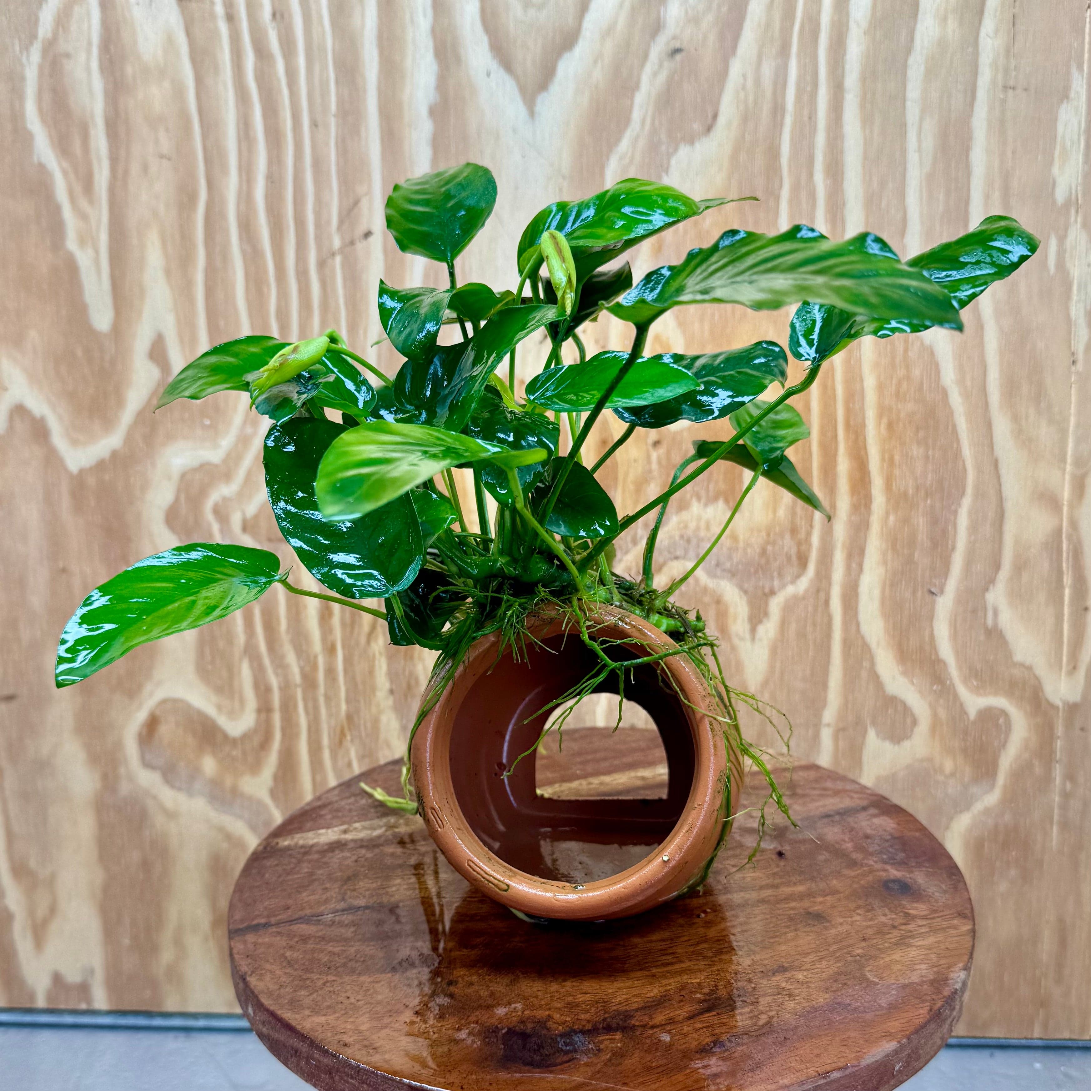 Scapeshop.com.au One Only Large Terracotta Urn with Anubias Nana - One Only Large Terracotta Urn with Anubias Nana - One Only