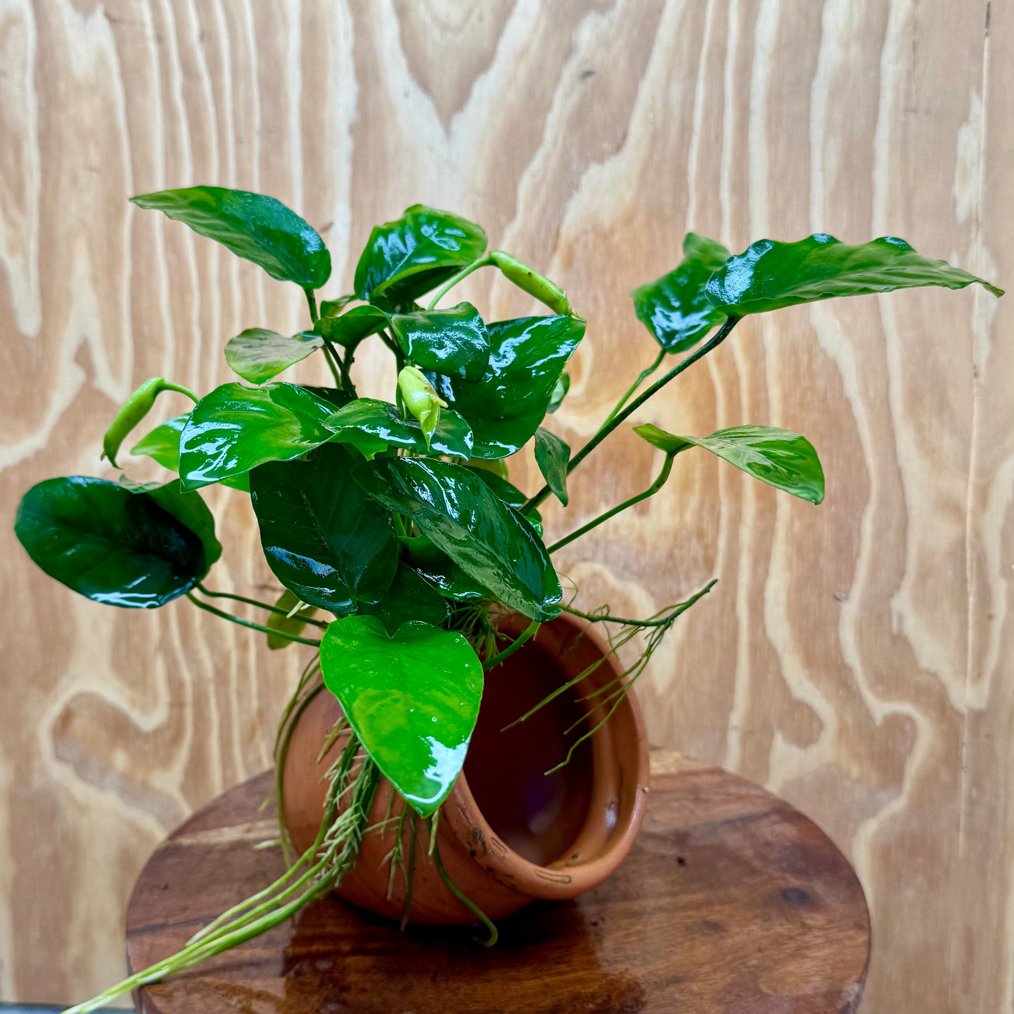 Scapeshop.com.au One Only Large Terracotta Urn with Anubias Nana - One Only Large Terracotta Urn with Anubias Nana - One Only