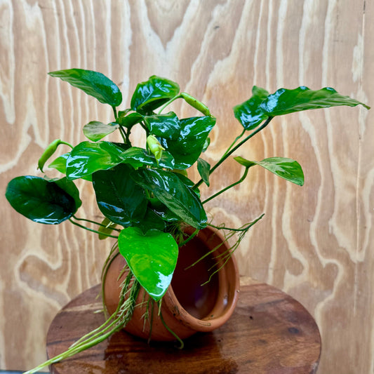 Scapeshop.com.au One Only Large Terracotta Urn with Anubias Nana - One Only Large Terracotta Urn with Anubias Nana - One Only